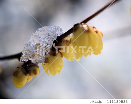1月に咲いた黄色い蝋梅（ロウバイ）の花 111189688