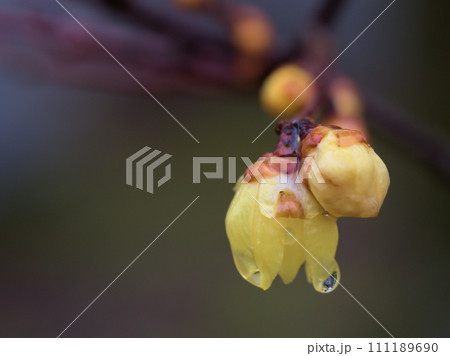 1月に膨らんだ黄色い蝋梅（ロウバイ）のつぼみ 111189690