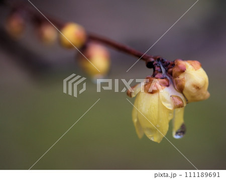 1月に咲いた黄色い蝋梅（ロウバイ）の花 111189691