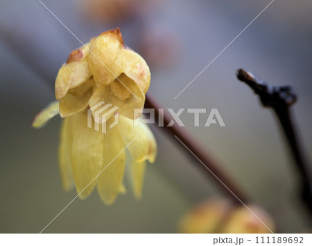 1月に咲いた黄色い蝋梅(ロウバイ)の花 1月に咲いた黄色い蝋梅(ロウバイ)の花 111189692