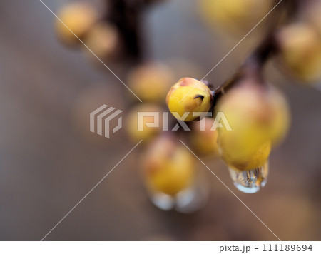 1月に膨らんだ黄色い蝋梅（ロウバイ）のつぼみ 111189694