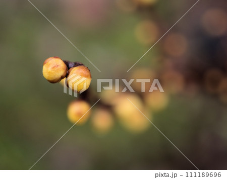 1月に膨らんだ黄色い蝋梅(ロウバイ)のつぼみ 1月に膨らんだ黄色い蝋梅(ロウバイ)のつぼみ 111189696