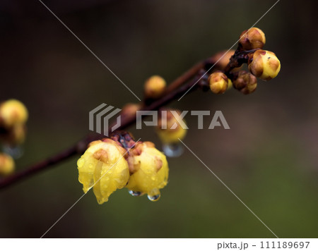 1月に膨らんだ黄色い蝋梅（ロウバイ）のつぼみ 111189697