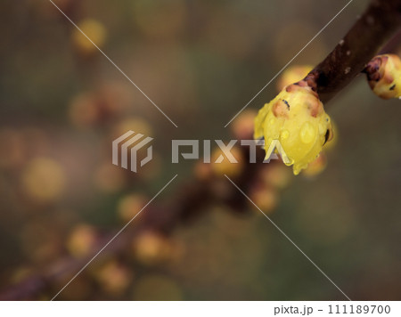 1月に咲いた黄色い蝋梅(ロウバイ)の花 1月に咲いた黄色い蝋梅(ロウバイ)の花 111189700