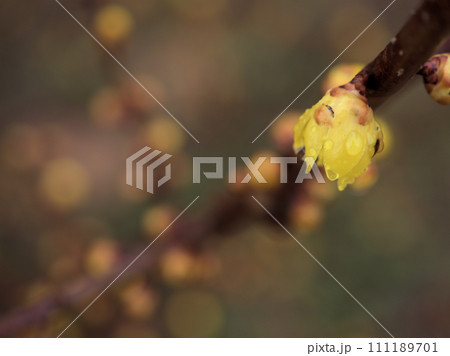 1月に咲いた黄色い蝋梅（ロウバイ）の花 111189701