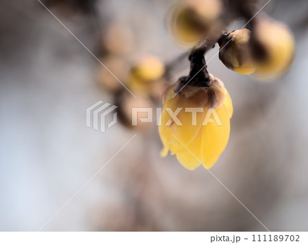 1月に咲いた黄色い蝋梅(ロウバイ)の花 1月に咲いた黄色い蝋梅(ロウバイ)の花 111189702
