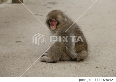 温泉に入る野猿公苑のサル 111189842