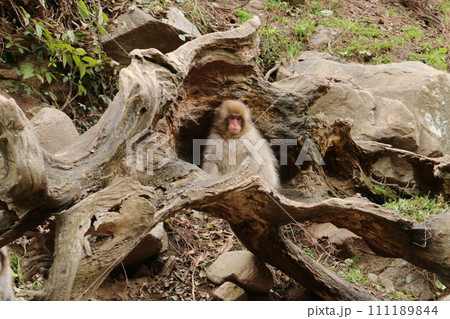 温泉に入る野猿公苑のサル 111189844