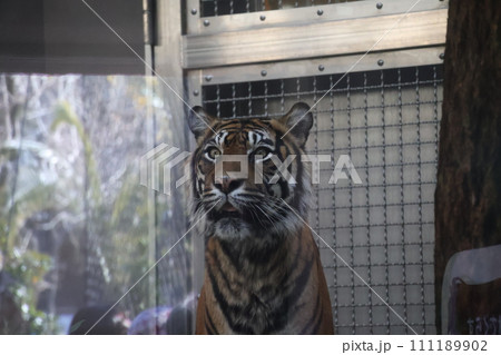 スマトラトラのいる動物園の飼育スペースの中の風景 111189902