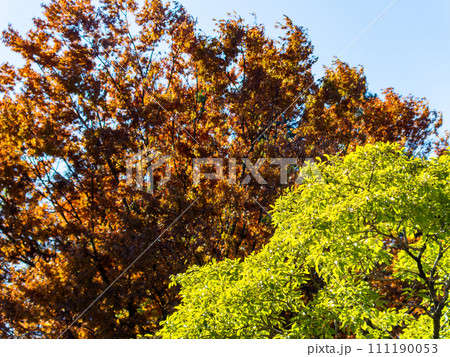 秋の景色　鮮やかな色とりどりの美しい紅葉 111190053