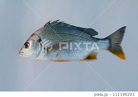 夷隅川の河口で釣ったキビレ 夷隅川の河口で釣ったキビレ 111190203