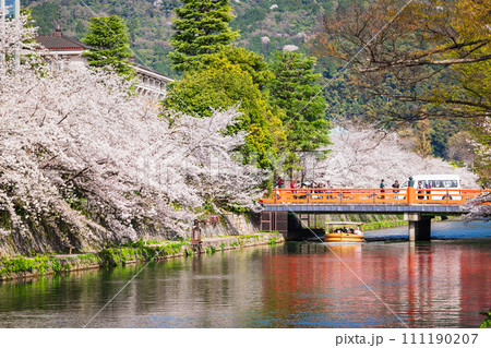 春の京都　岡崎疏水の桜風景 111190207