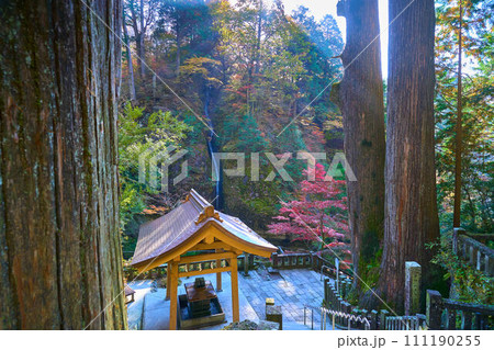 秋の群馬県高崎市 榛名神社の瓶子の滝(みすずのたき)を矢立杉越しに見る 秋の群馬県高崎市 榛名神社の瓶子の滝(みすずのたき)を矢立杉越しに見る 111190255