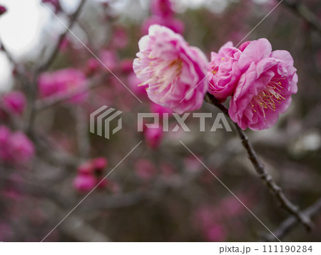 咲きはじめたかわいい梅の花 111190284