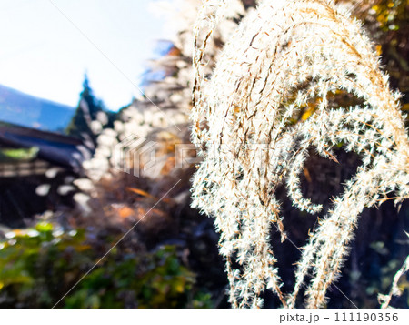秋の陽に輝く美しいススキの花穂 111190356