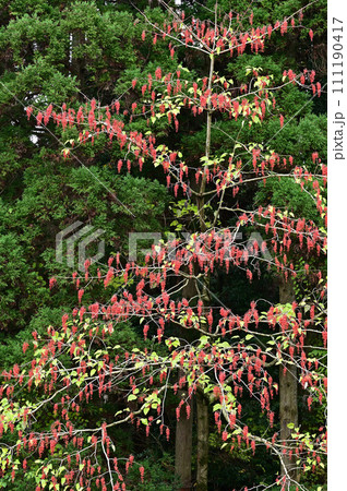 イイギリ 111190417