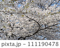 満開になった桜の花 111190478