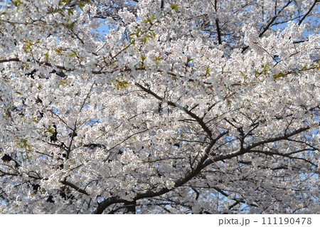 満開になった桜の花 111190478