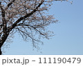 青空に映える桜 111190479
