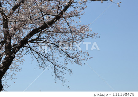 青空に映える桜 111190479