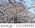 満開になった桜の木 111190480