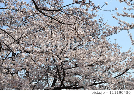 満開になった桜の木 111190480