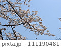 青空に映える満開の桜 111190481