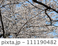 満開になった桜の花 111190482