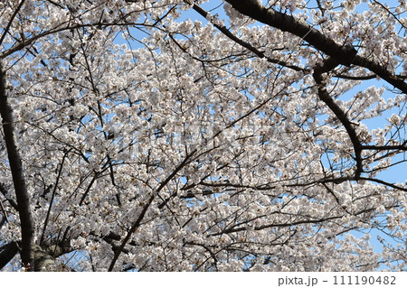 満開になった桜の花 111190482