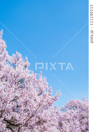 満開の桜と青空 111190515
