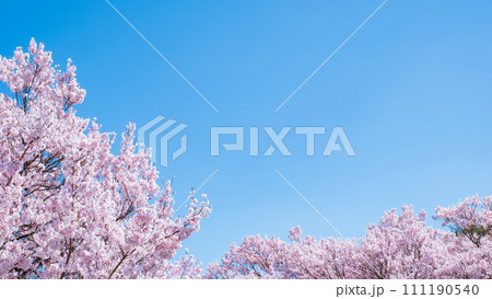満開の桜と青空 111190540