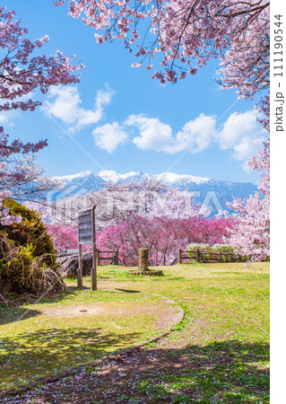 大草城址公園(春) 大草城址公園(春) 111190544