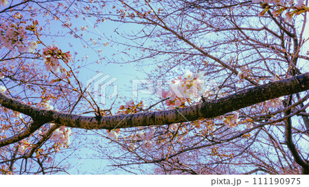桜の花 桜の花 111190975
