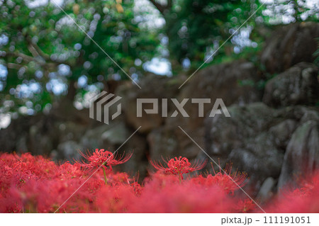 彼岸花 111191051