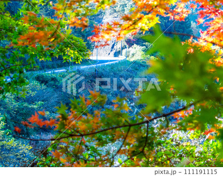 南房総の秋景色 もみじロードと志駒川沿道の美しい紅葉 南房総の秋景色 もみじロードと志駒川沿道の美しい紅葉 111191115