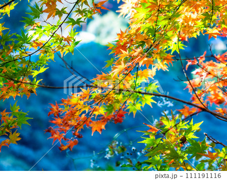 南房総の秋景色 もみじロードと志駒川沿道の美しい紅葉 南房総の秋景色 もみじロードと志駒川沿道の美しい紅葉 111191116