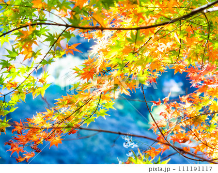 南房総の秋景色 もみじロードと志駒川沿道の美しい紅葉 南房総の秋景色 もみじロードと志駒川沿道の美しい紅葉 111191117