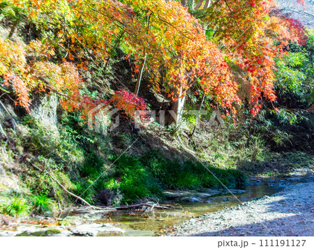 南房総の秋景色 もみじロードと志駒川沿道の美しい紅葉 南房総の秋景色 もみじロードと志駒川沿道の美しい紅葉 111191127