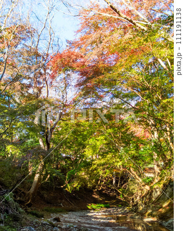 南房総の秋景色 もみじロードと志駒川沿道の美しい紅葉 南房総の秋景色 もみじロードと志駒川沿道の美しい紅葉 111191138