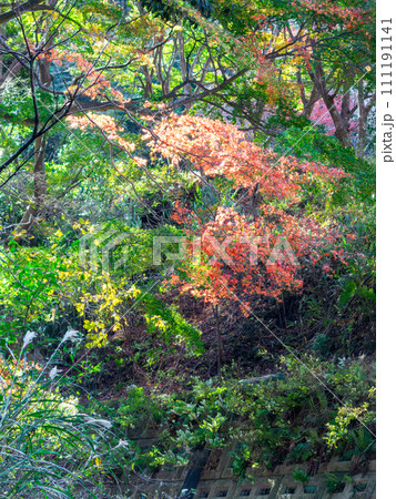 南房総の秋景色 もみじロードと志駒川沿道の美しい紅葉 南房総の秋景色 もみじロードと志駒川沿道の美しい紅葉 111191141