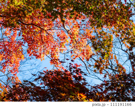 南房総の秋景色　もみじロードと志駒川沿道の美しい紅葉 111191166