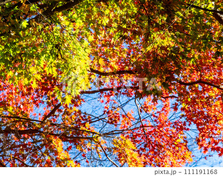 南房総の秋景色 もみじロードと志駒川沿道の美しい紅葉 南房総の秋景色 もみじロードと志駒川沿道の美しい紅葉 111191168