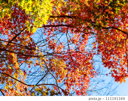 南房総の秋景色 もみじロードと志駒川沿道の美しい紅葉 南房総の秋景色 もみじロードと志駒川沿道の美しい紅葉 111191169