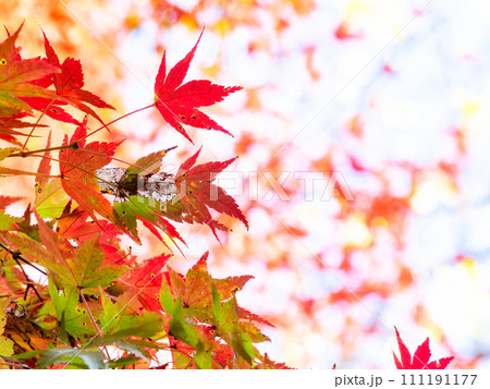 南房総の秋景色 もみじロードと志駒川沿道の美しい紅葉 南房総の秋景色 もみじロードと志駒川沿道の美しい紅葉 111191177