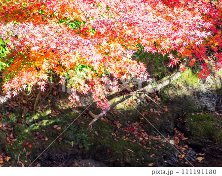南房総の秋景色 もみじロードと志駒川沿道の美しい紅葉 南房総の秋景色 もみじロードと志駒川沿道の美しい紅葉 111191180