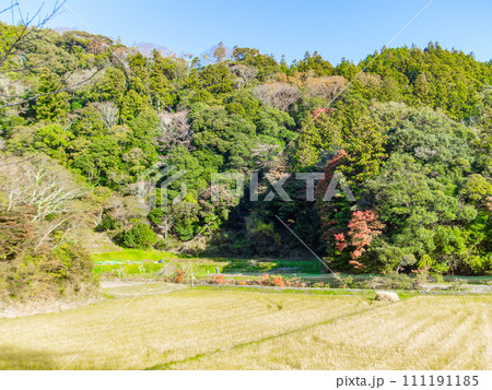 南房総の秋景色　もみじロードと志駒川沿道の美しい紅葉 111191185
