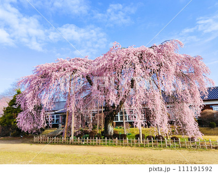 杵原学校の枝垂れ桜 杵原学校の枝垂れ桜 111191592