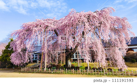 杵原学校の枝垂れ桜 111191593