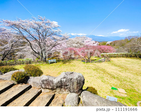 大草城址公園(春) 大草城址公園(春) 111191666