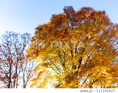 秋の公園のさわやかな景色 木立と紅葉、黄葉 秋の公園のさわやかな景色 木立と紅葉、黄葉 111191827